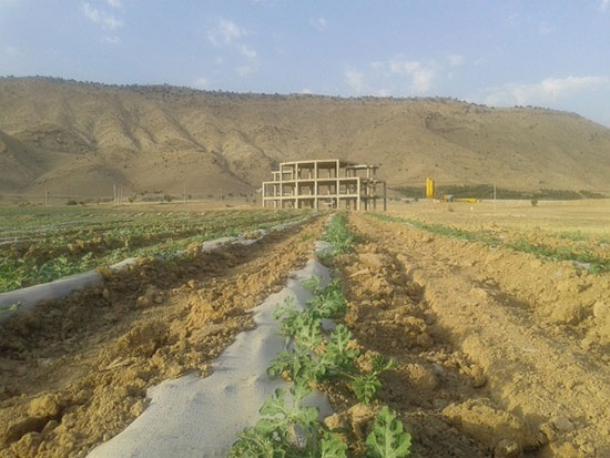کاشت هندوانه در زمین های پروژه سیمان سپوی دهدشت