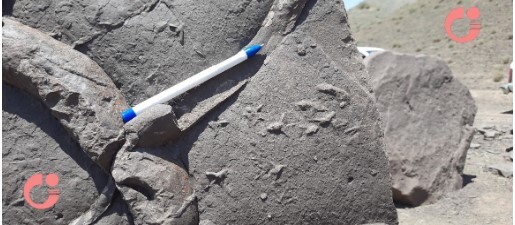 کشف ردپای پرندگان در رسوبات مربوط به ۳۳ تا ۲۷ میلیون سال پیش ناحیه قم